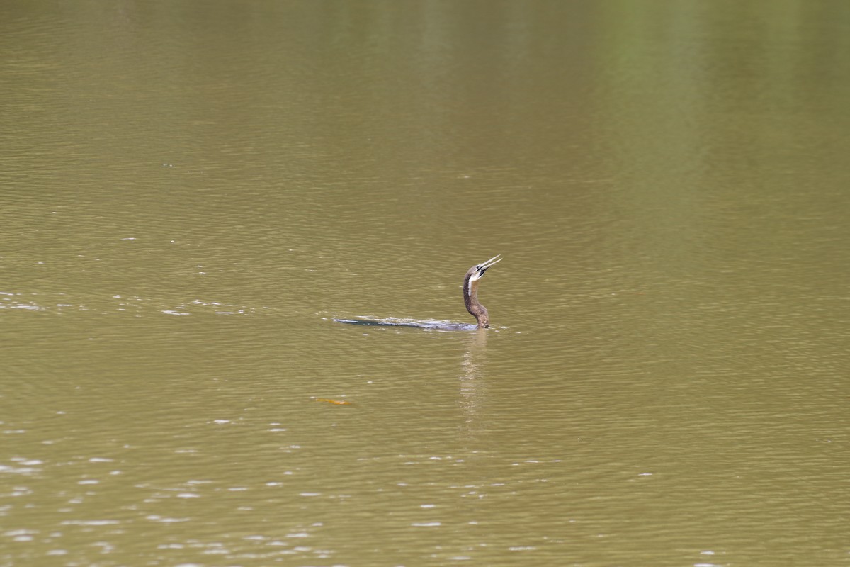 African Darter - ML431307781