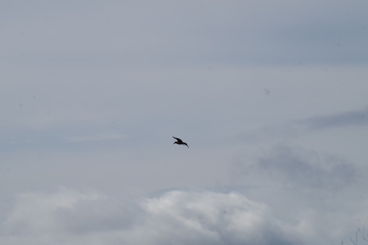 kladivouš africký - ML431308841