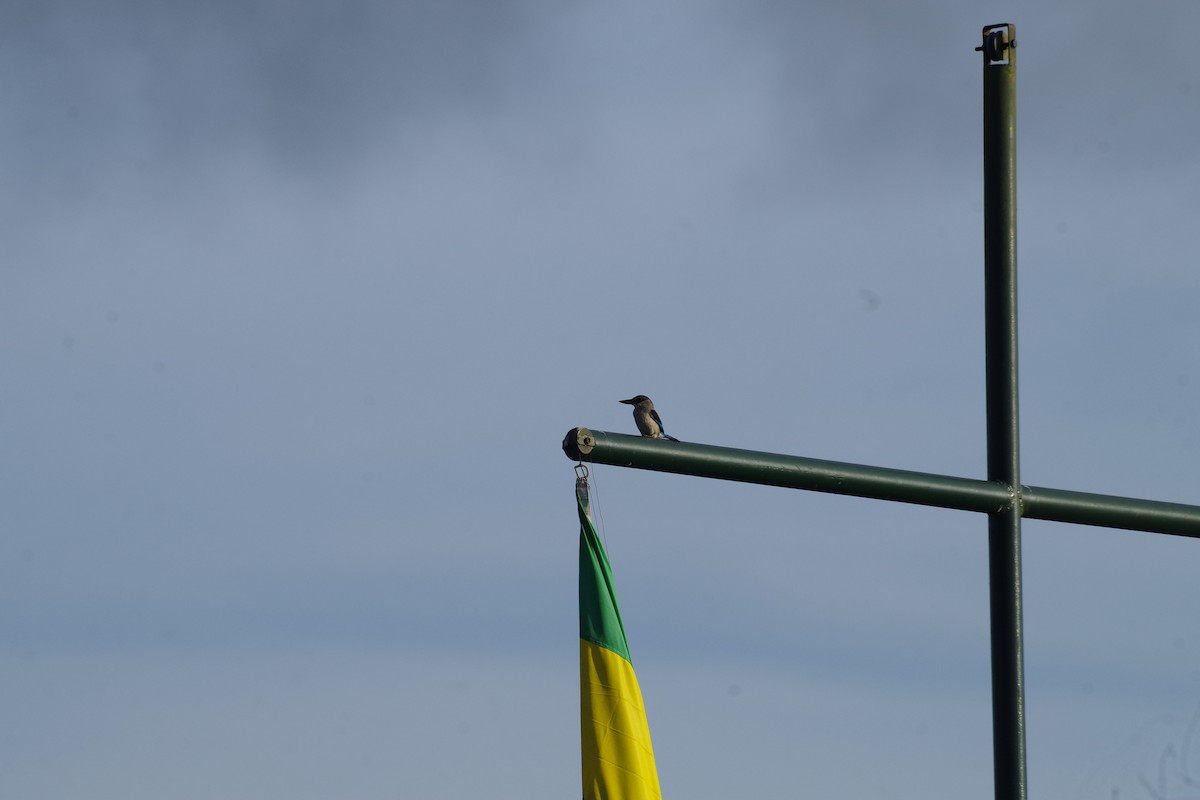 ledňáček africký - ML431309271