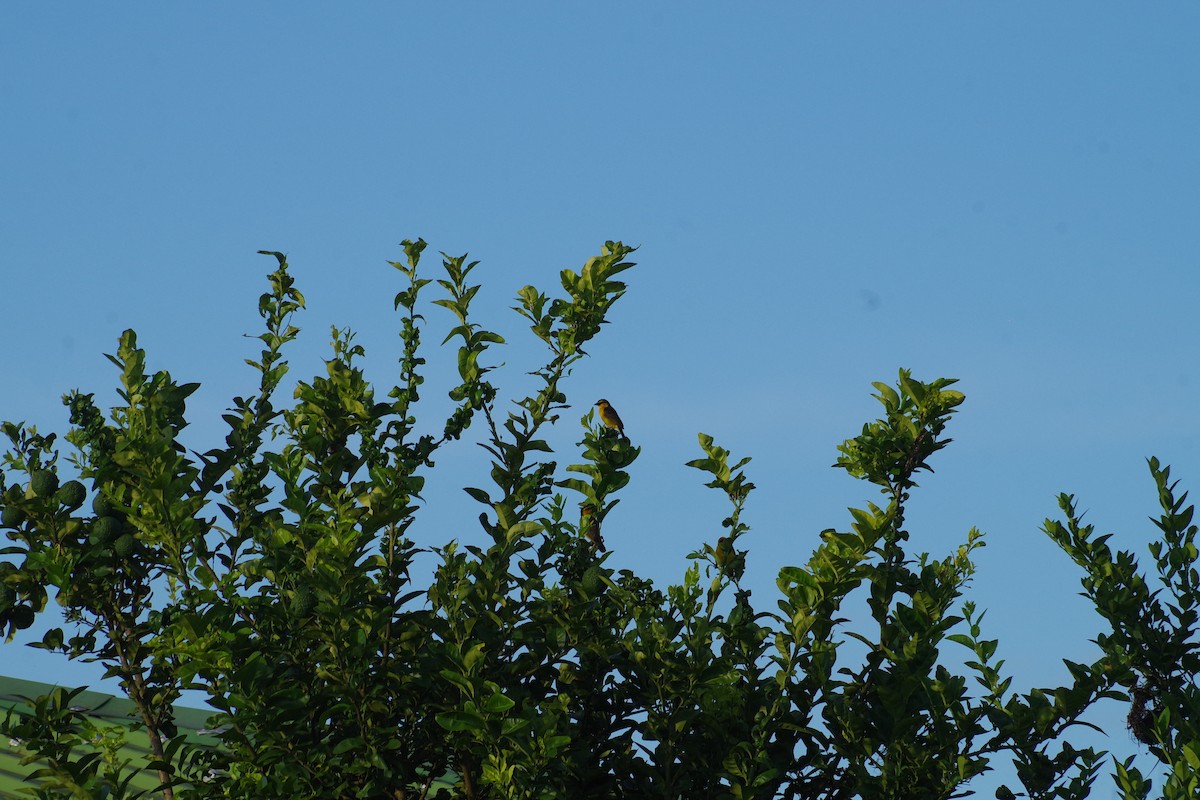 Black-necked Weaver - ML431309641