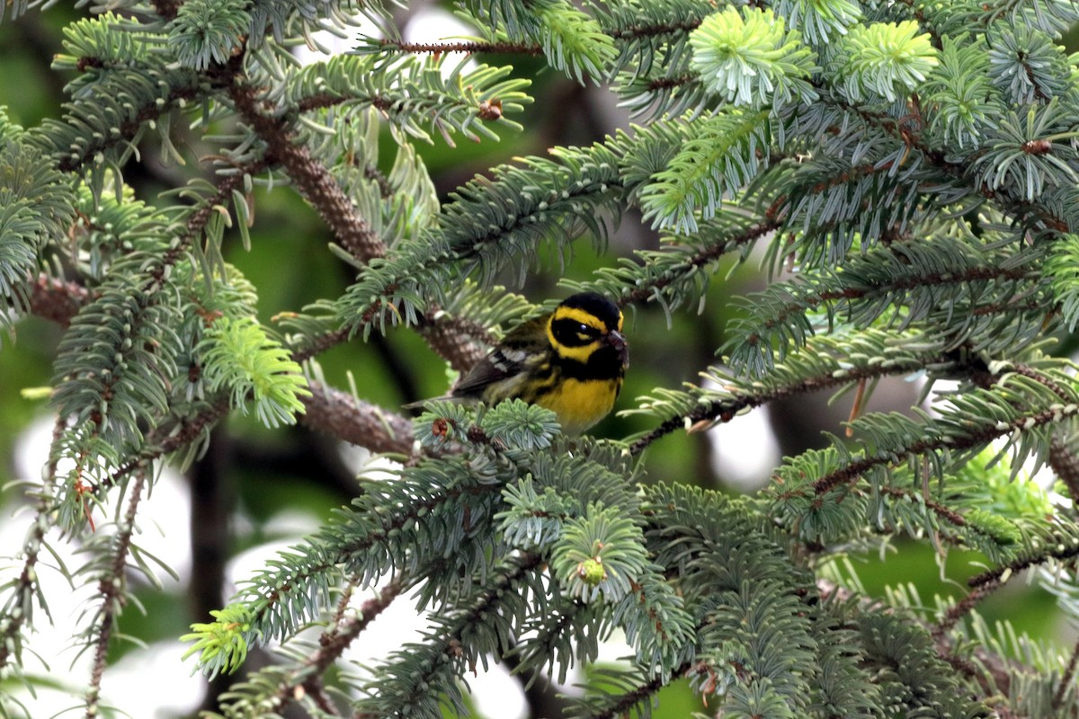 Townsend's Warbler - ML431311341