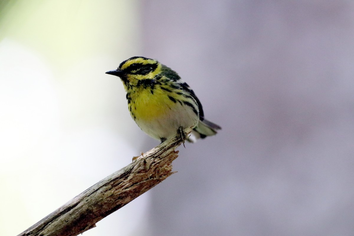 Townsend's Warbler - Gregory Anderson