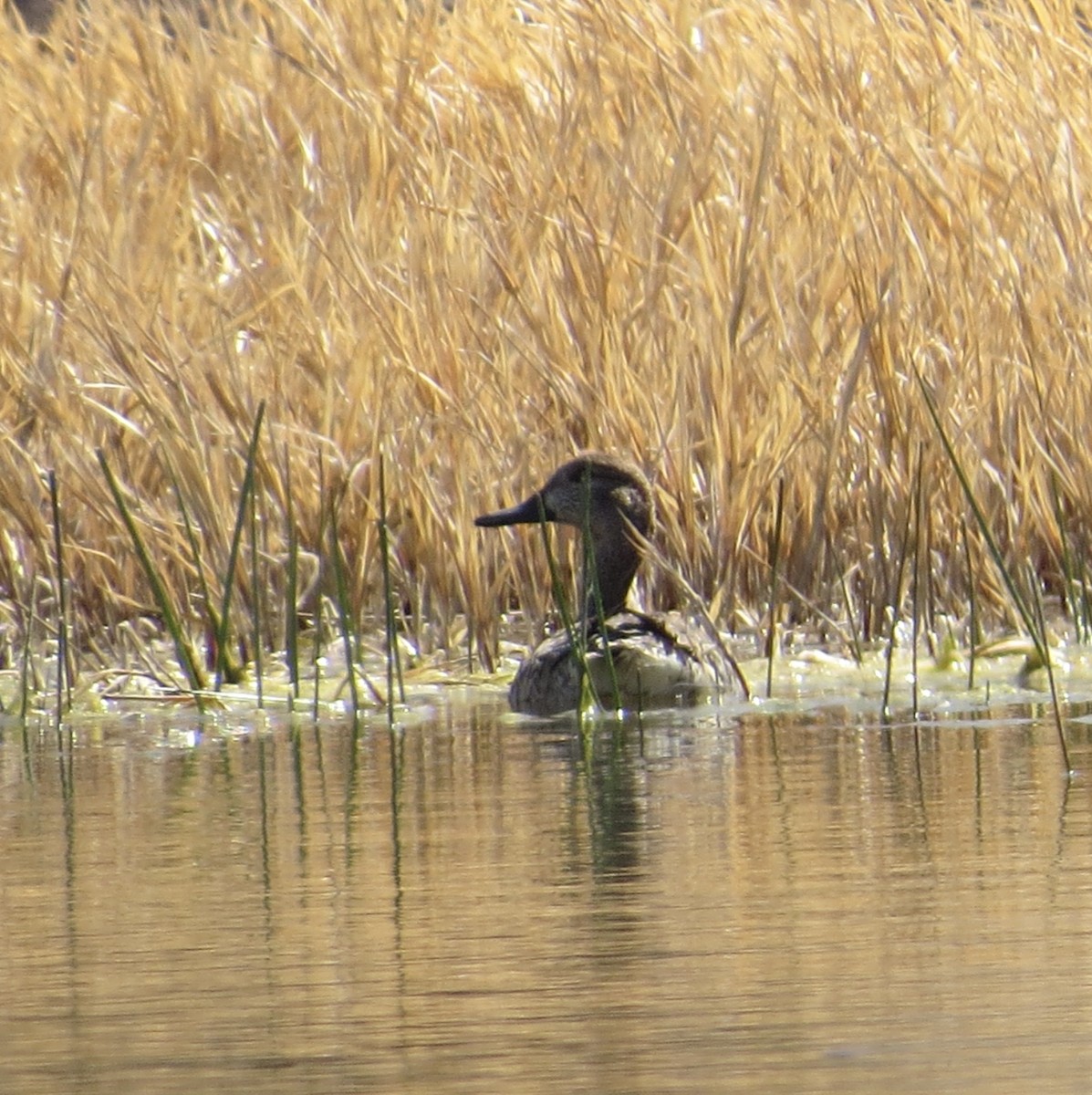 Blue-winged Teal - ML431312151