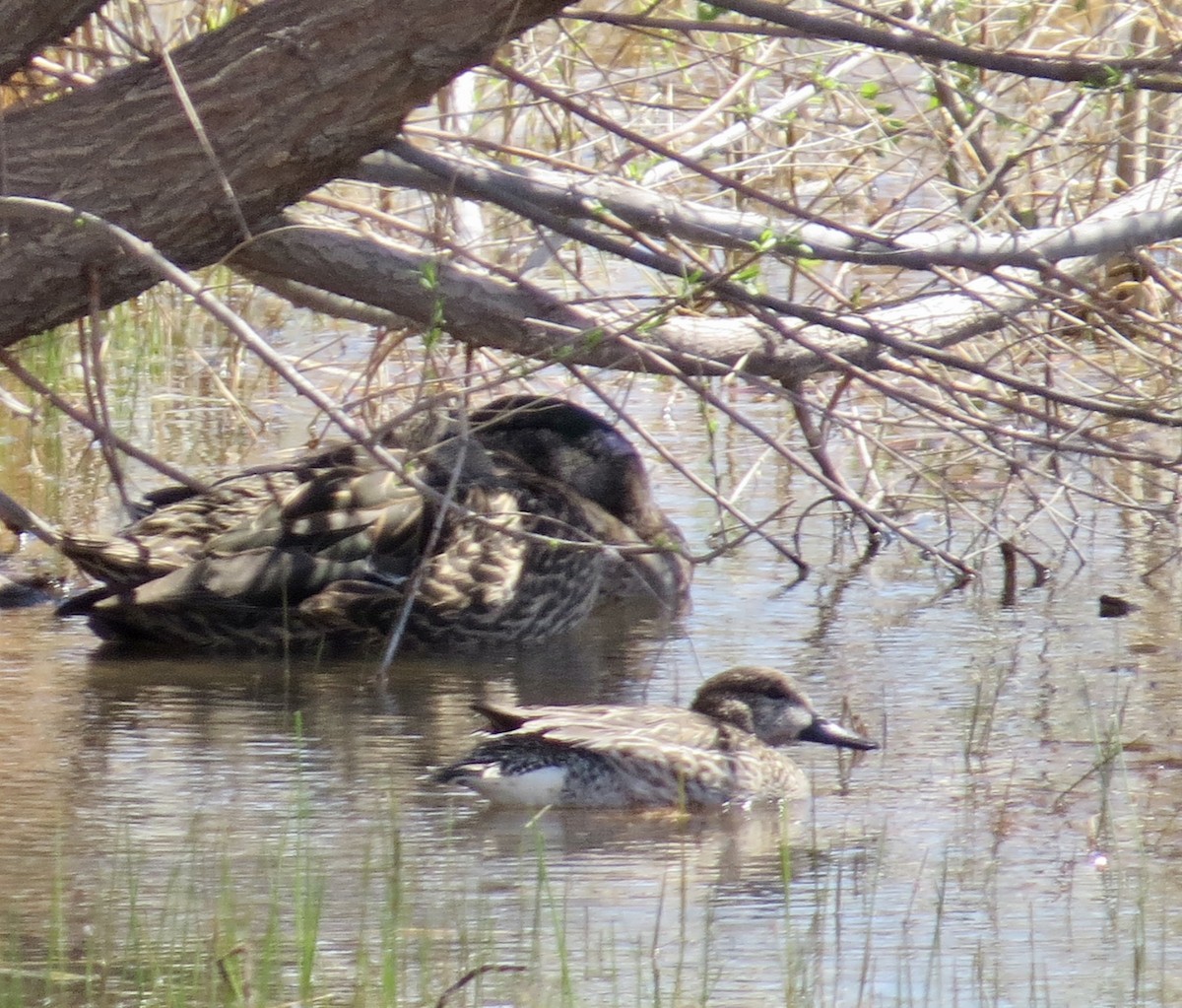 Blue-winged Teal - ML431312161