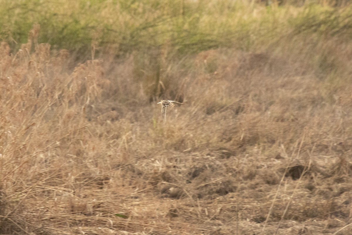 Wilson's Snipe - ML431312821