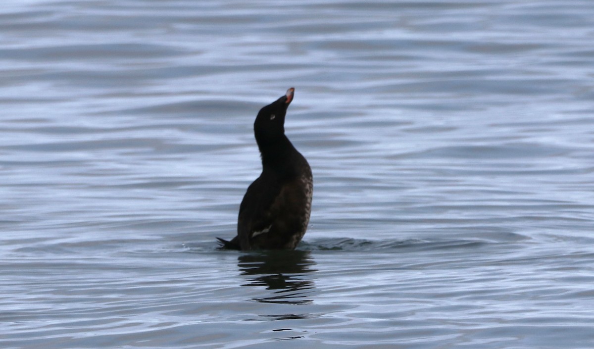 White-winged Scoter - ML431313971