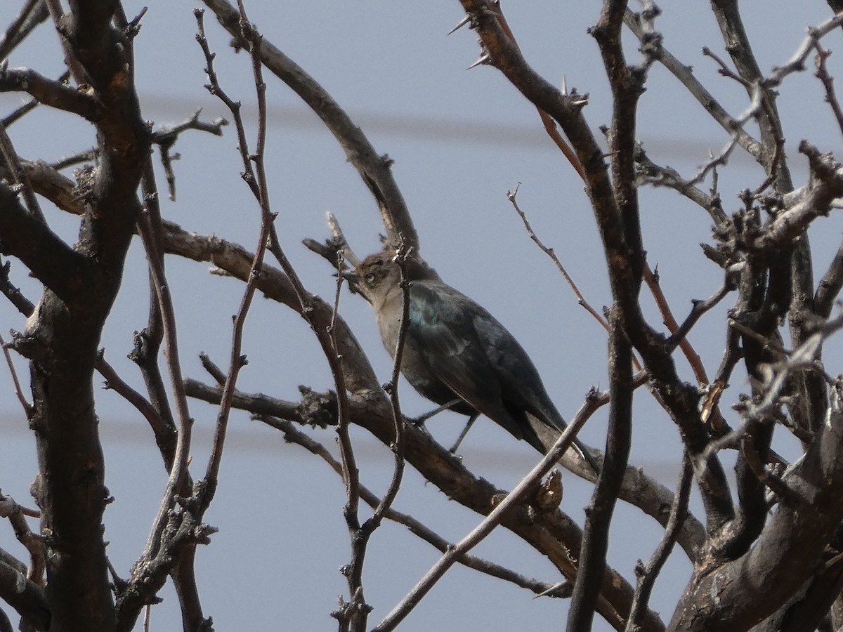 Brewer's Blackbird - ML431316041