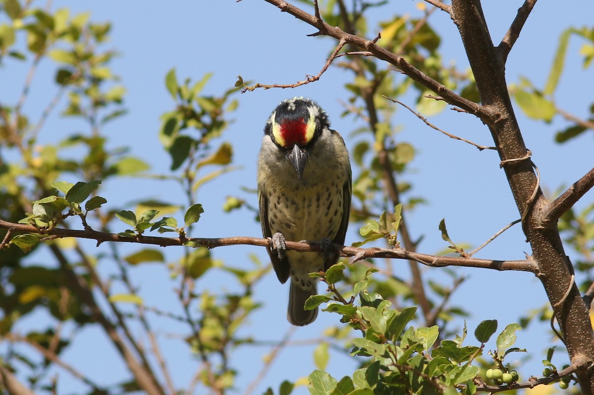 Red-fronted Barbet - george parker