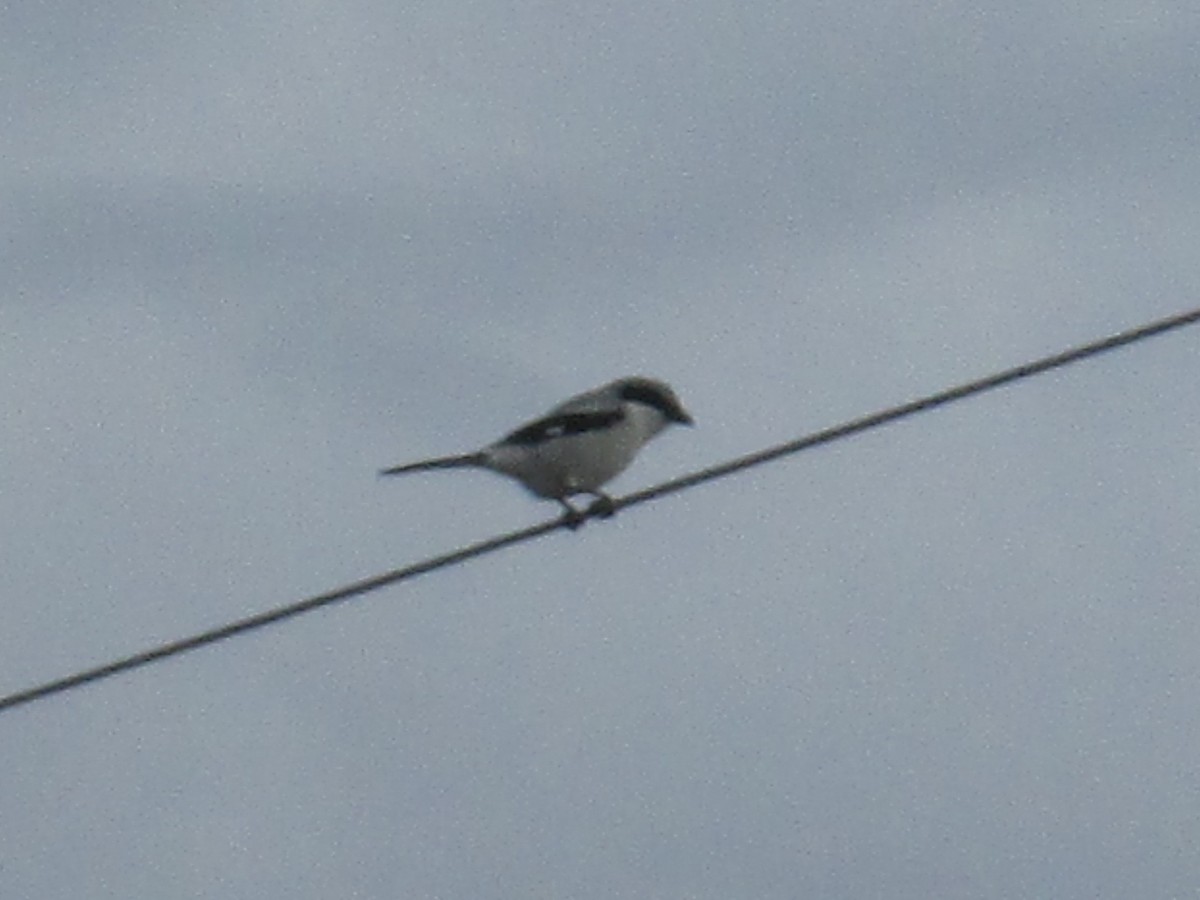 Loggerhead Shrike - Mike Stinson