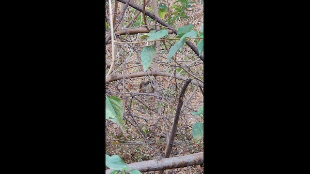 Booted Warbler - ML431317921