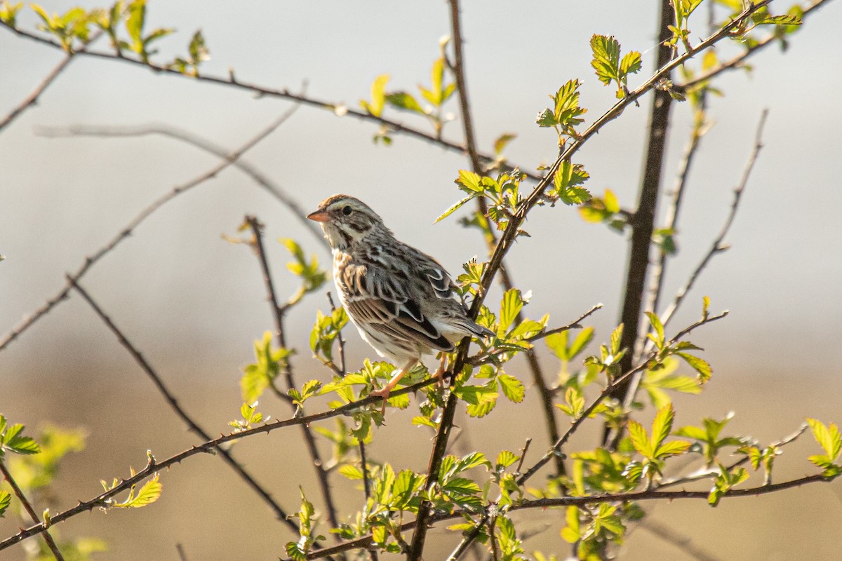 Savannah Sparrow - ML431318061