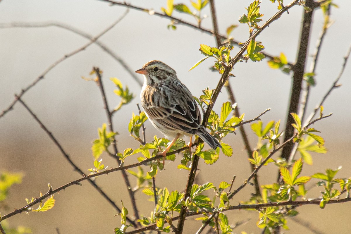Savannah Sparrow - ML431318091