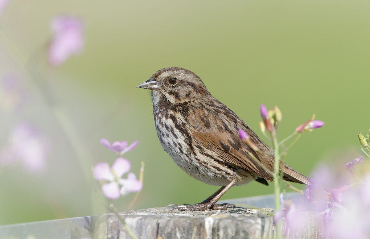 Song Sparrow - ML431319441