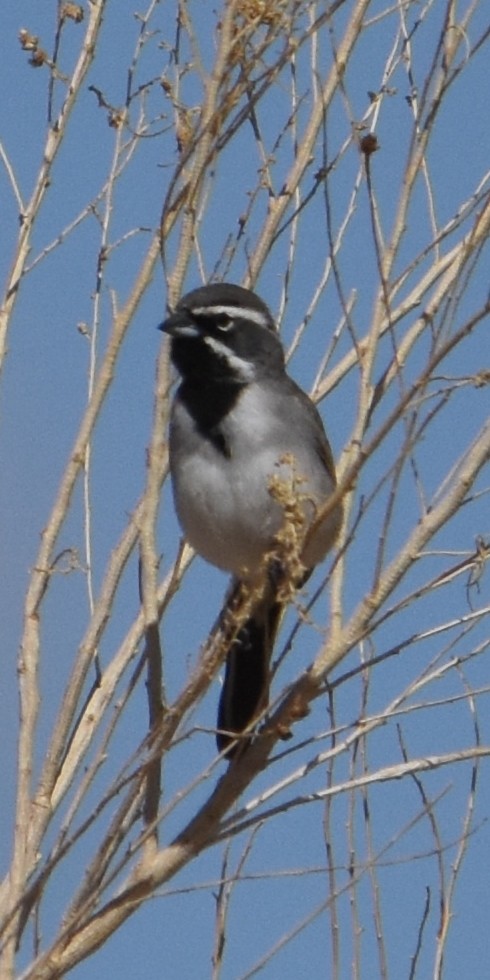 Black-throated Sparrow - Vanessa Montgomery