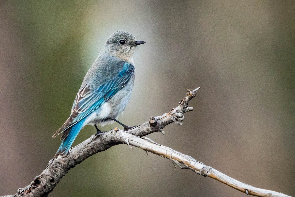 Mountain Bluebird - Jonathan Ley