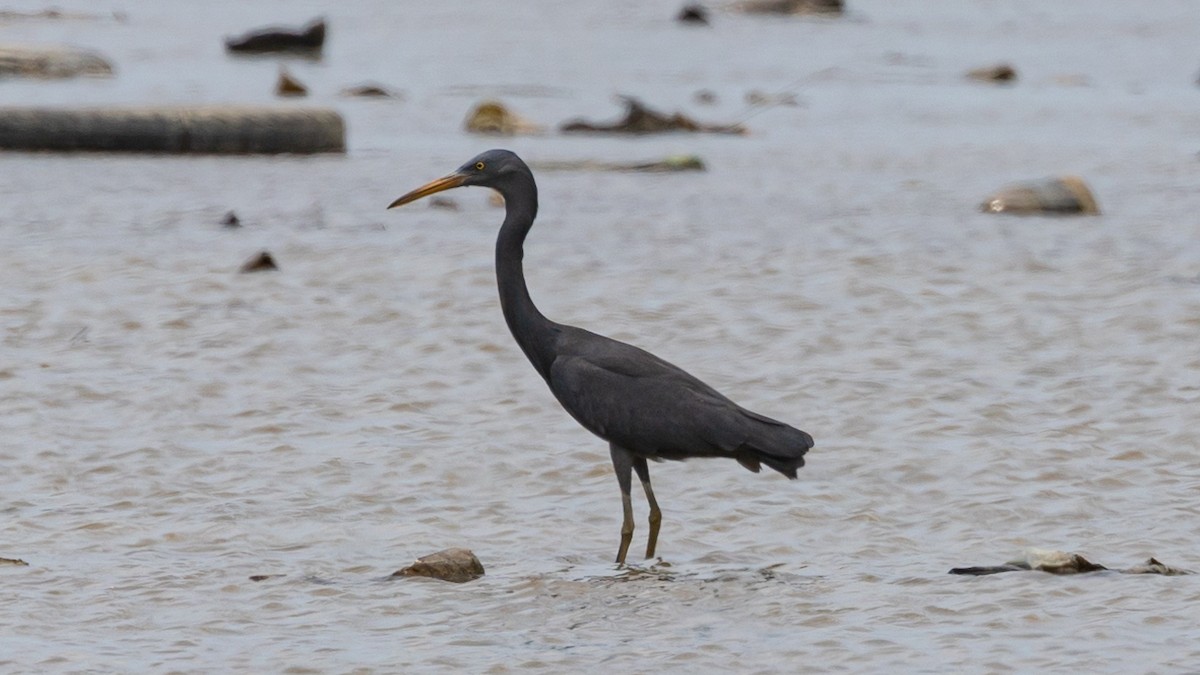 Pacific Reef-Heron - ML431321021