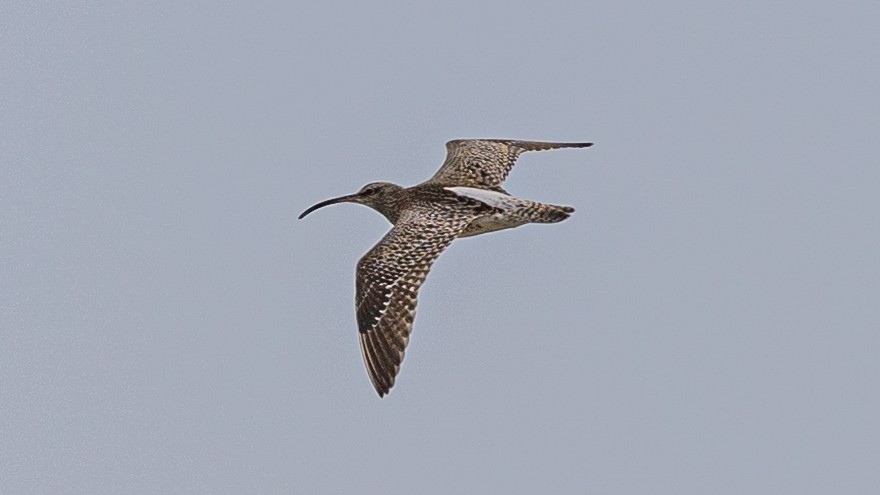 Whimbrel - ML431321081