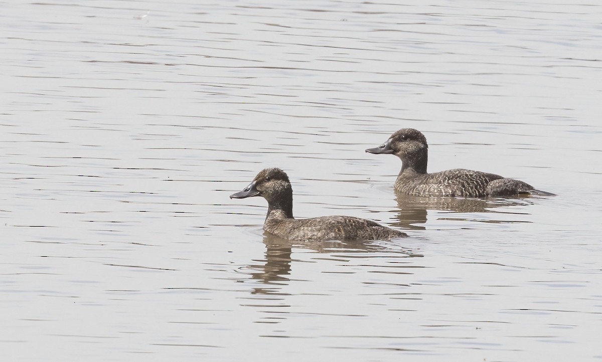 Blue-billed Duck - ML431321221