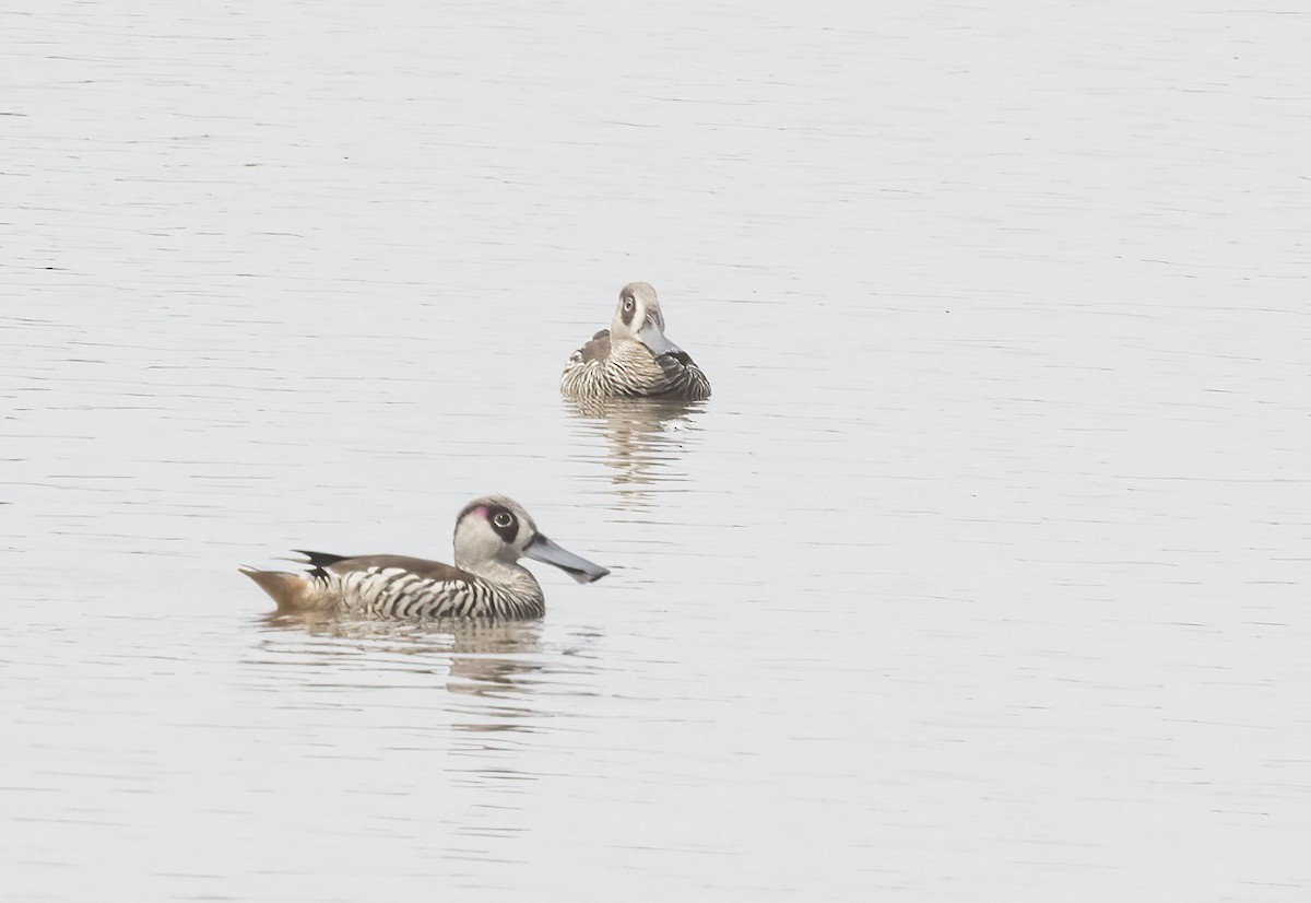 Pink-eared Duck - ML431321361