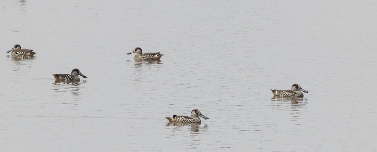 Pink-eared Duck - ML431321371