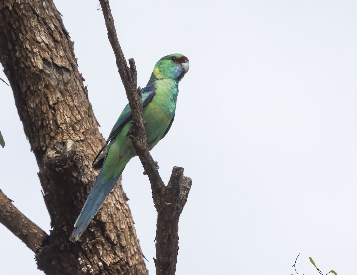 Australian Ringneck - ML431321451