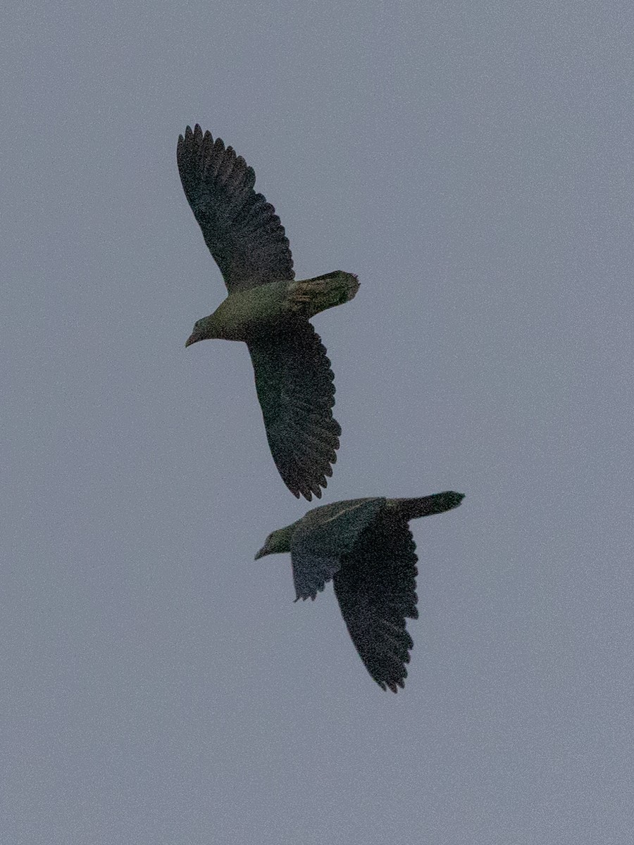 Large Green-Pigeon - ML431321631