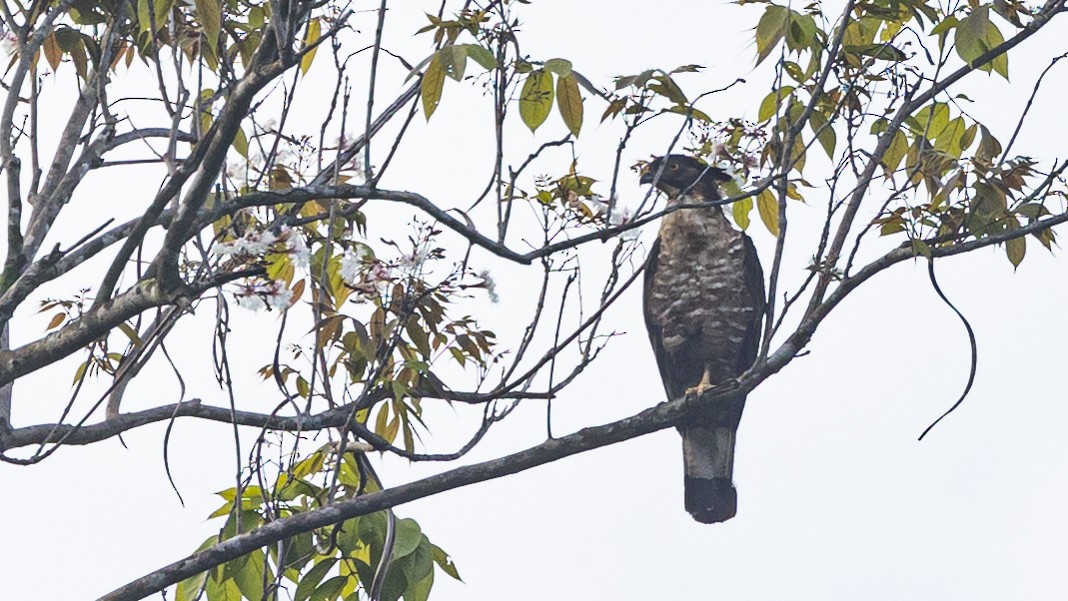 Schopfwespenbussard [ptilorhynchus-Gruppe] - ML431321691