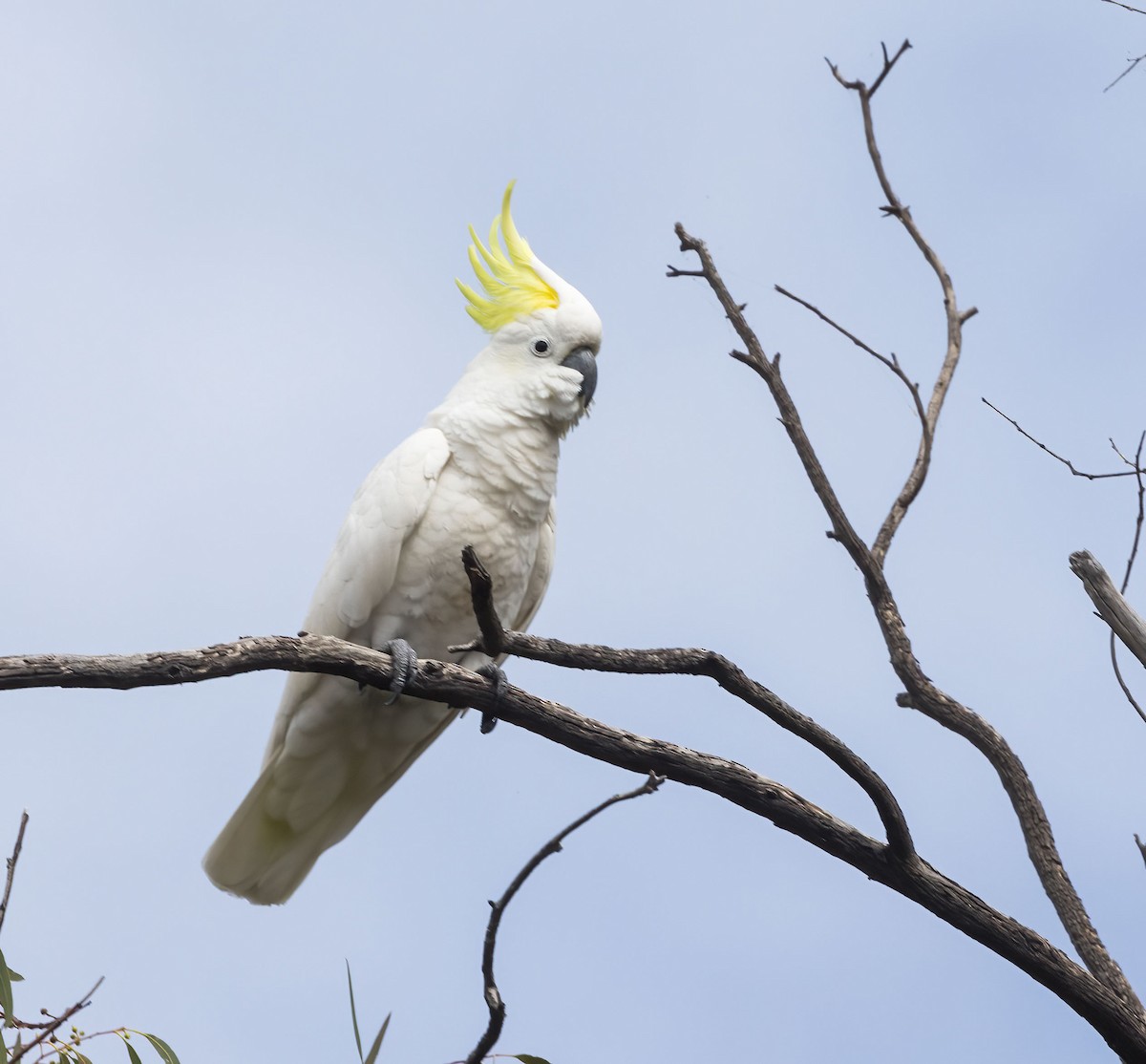Sulphur-crested Cockatoo - ML431321881