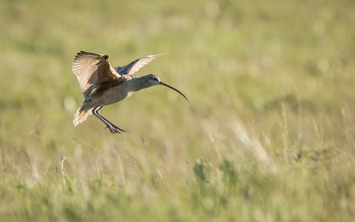 Long-billed Curlew - ML431321961