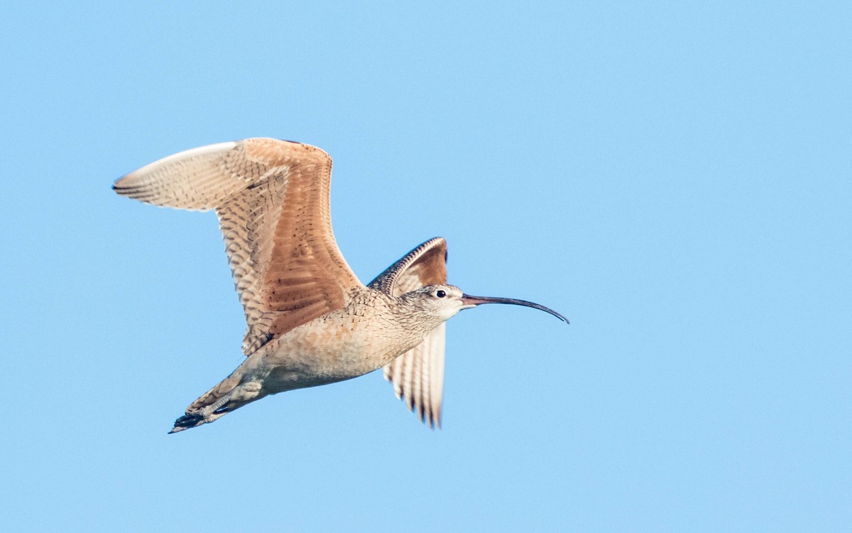 Rostbrachvogel - ML431321971