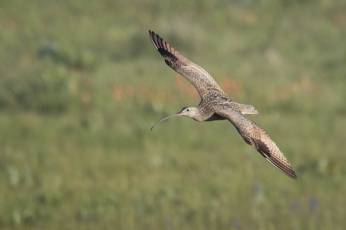 Rostbrachvogel - ML431321991