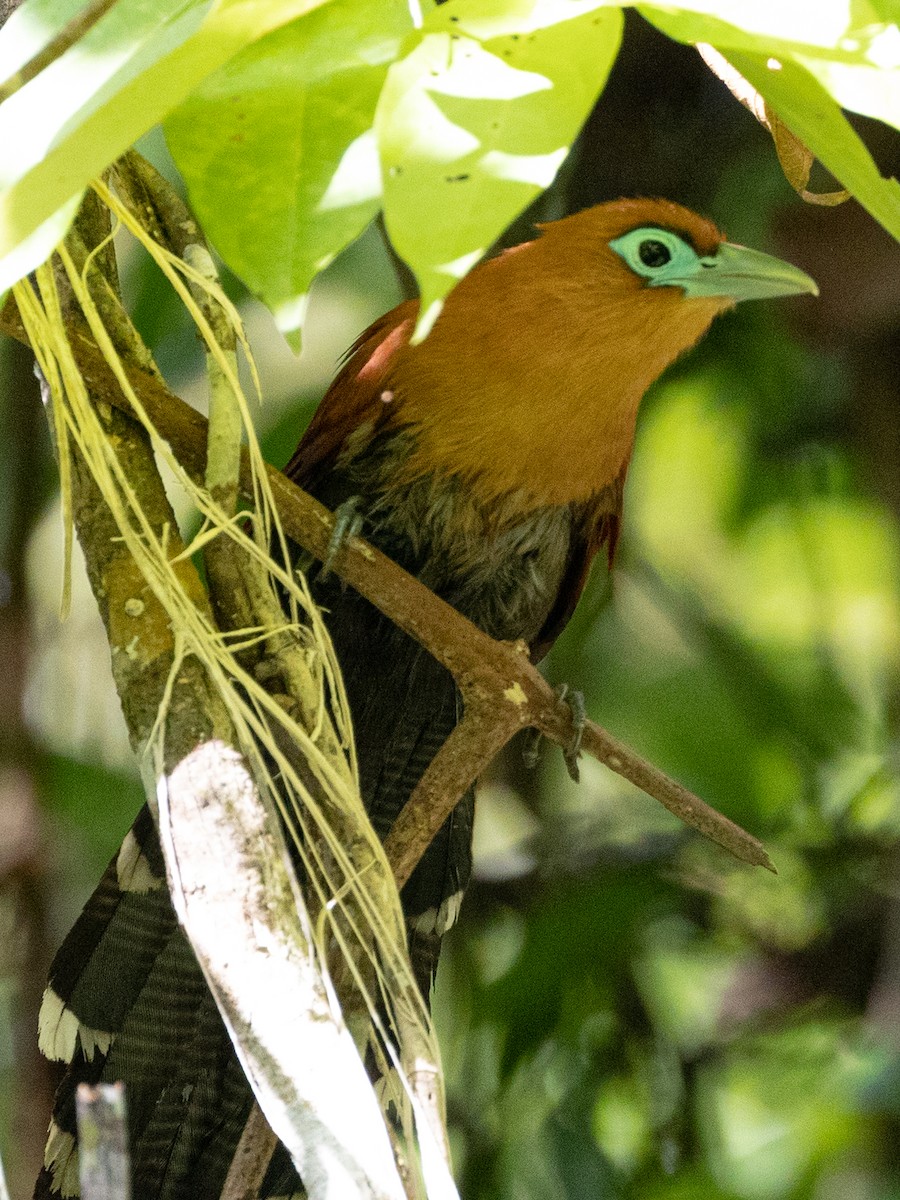 Raffles's Malkoha - ML431322121