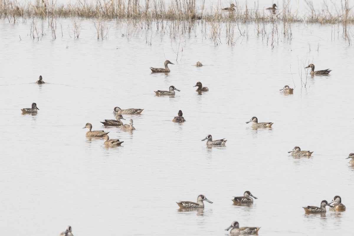 Pink-eared Duck - ML431322141