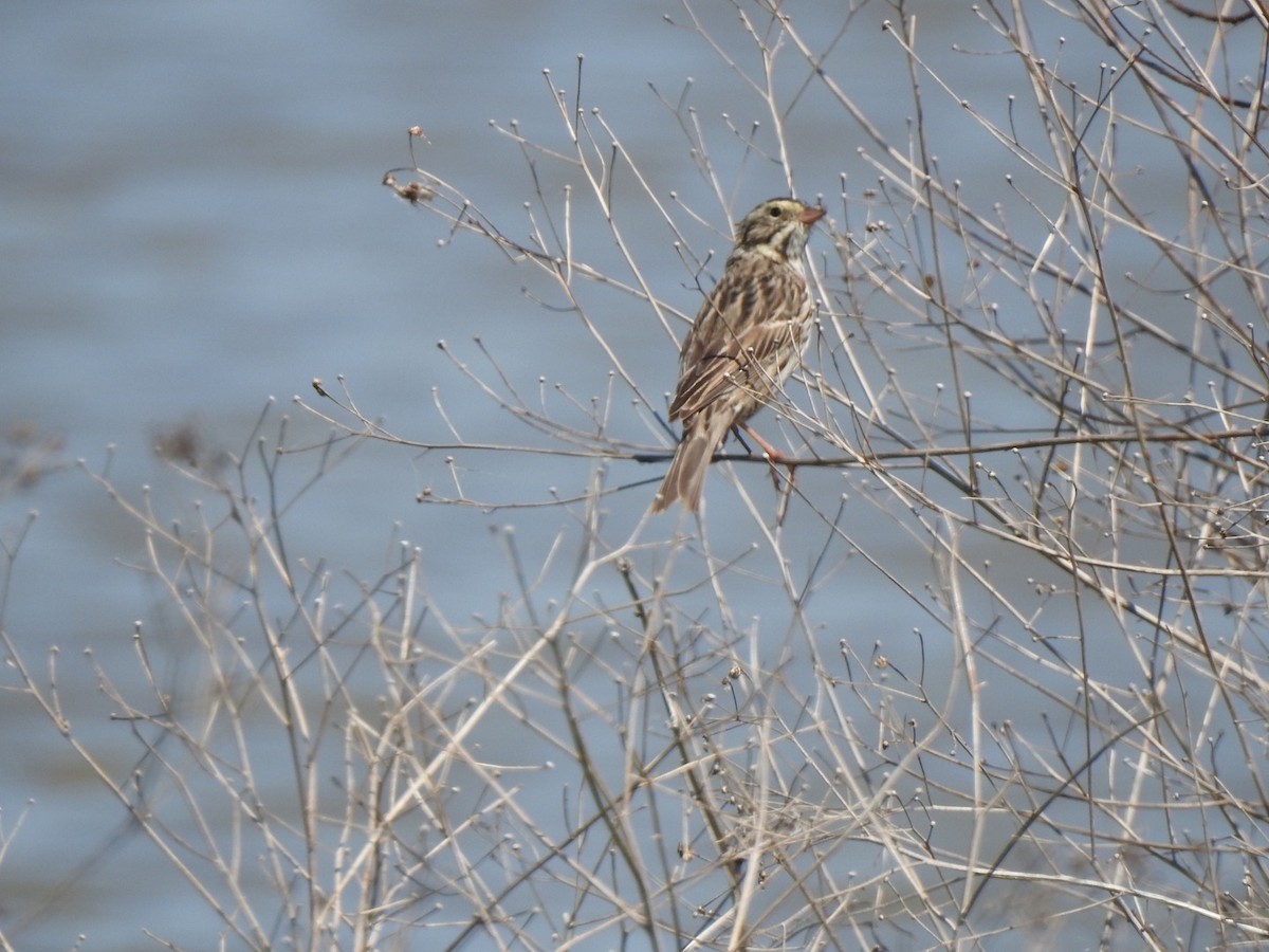 Savannah Sparrow - ML431324251