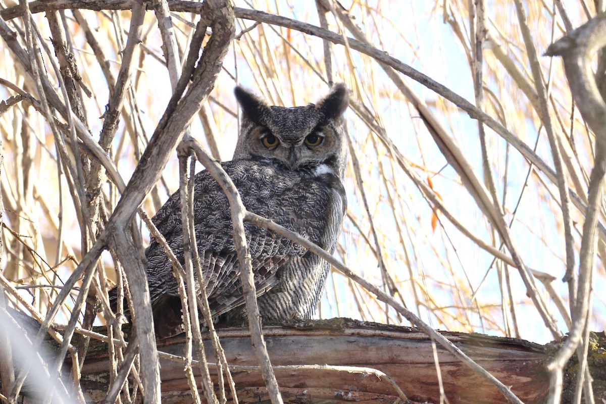 Great Horned Owl - ML43132451