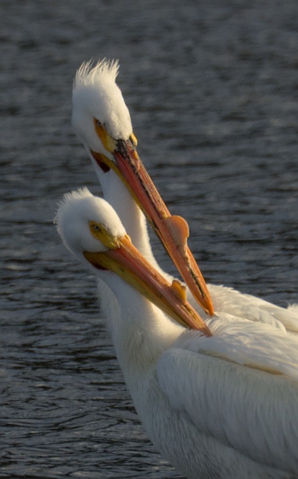 American White Pelican - ML431324581