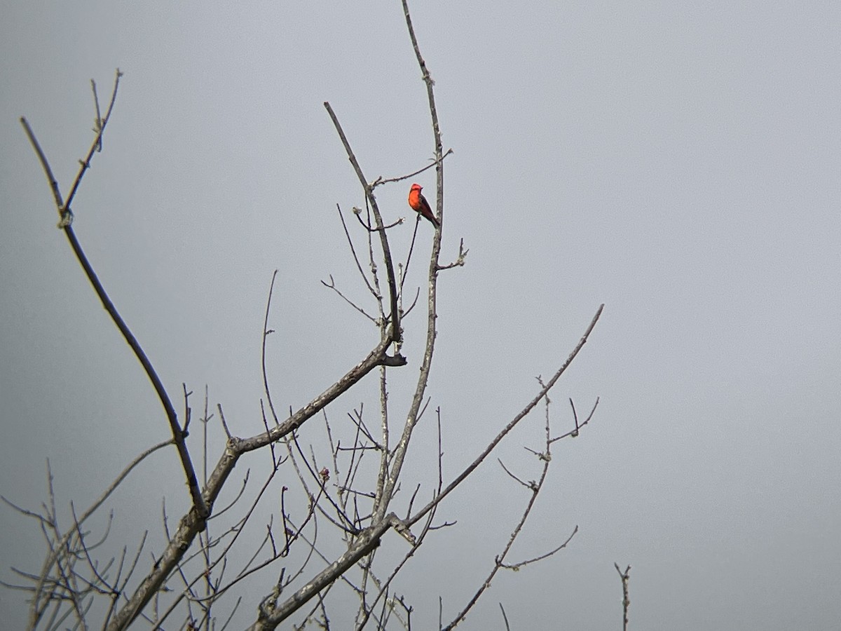 Vermilion Flycatcher - ML431326251