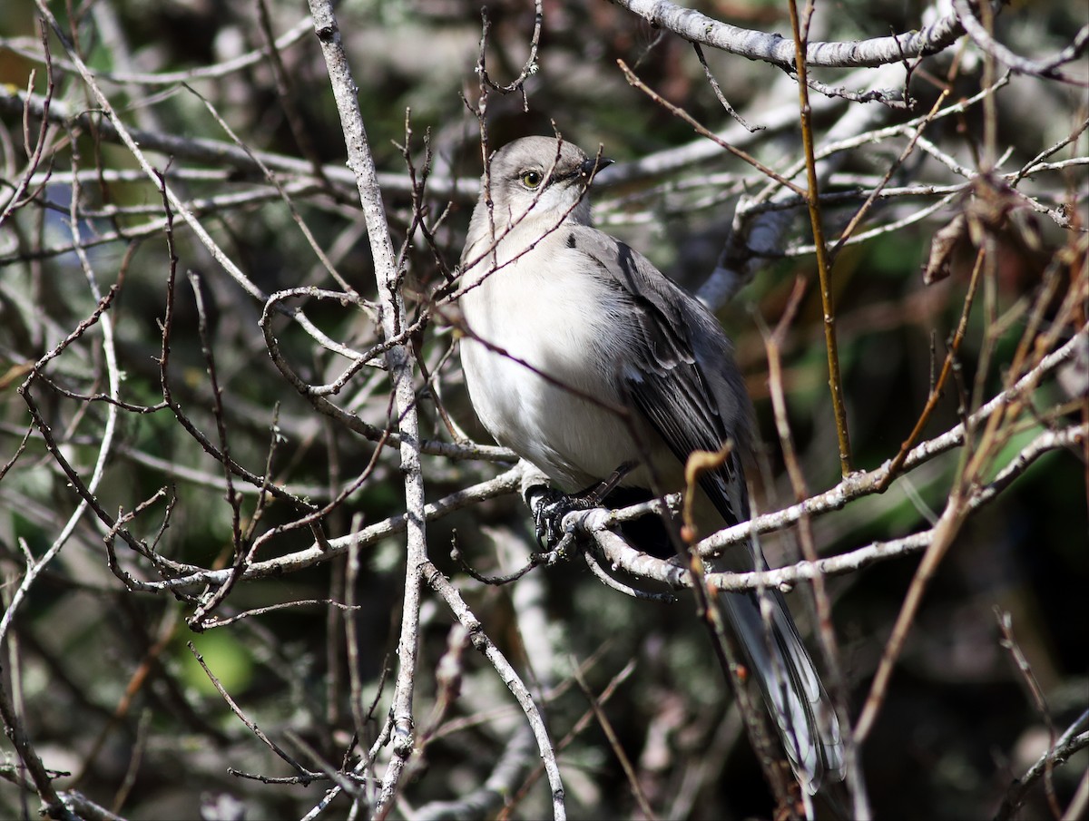 Northern Mockingbird - ML43132721