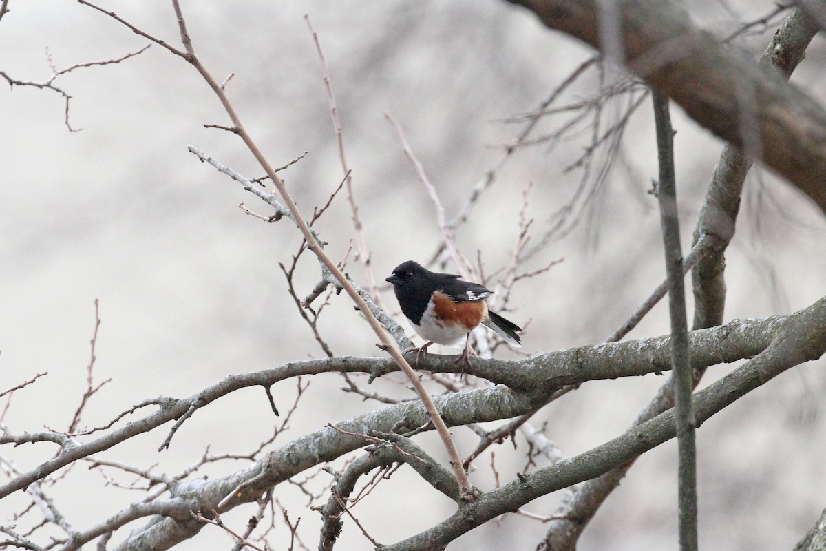 Eastern Towhee - ML431327981