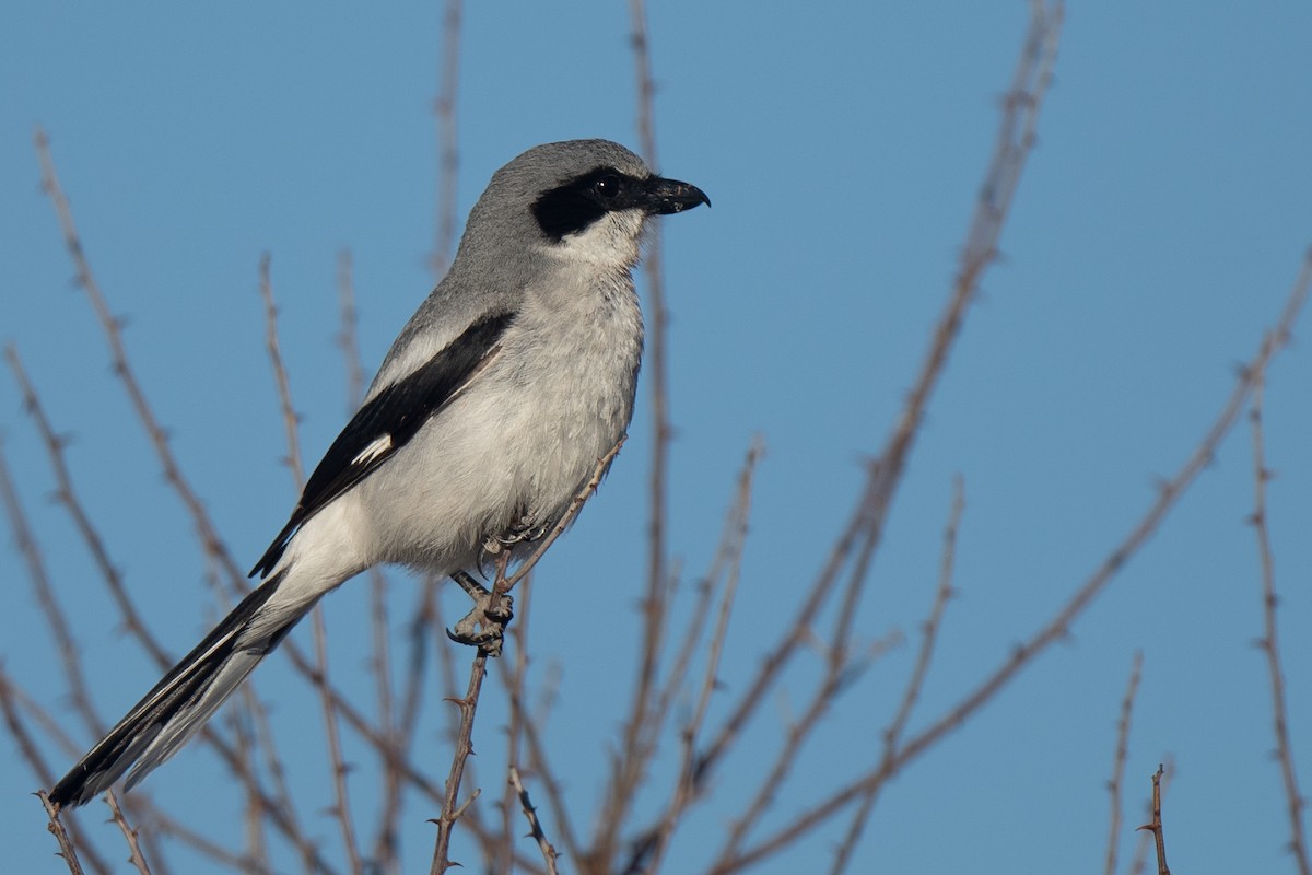 Loggerhead Shrike - ML431329191