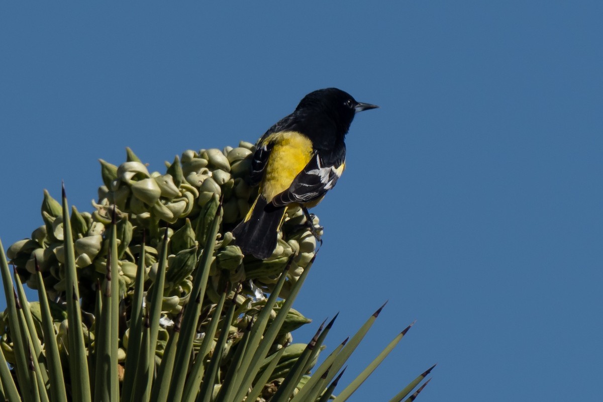 Scott's Oriole - ML431329321
