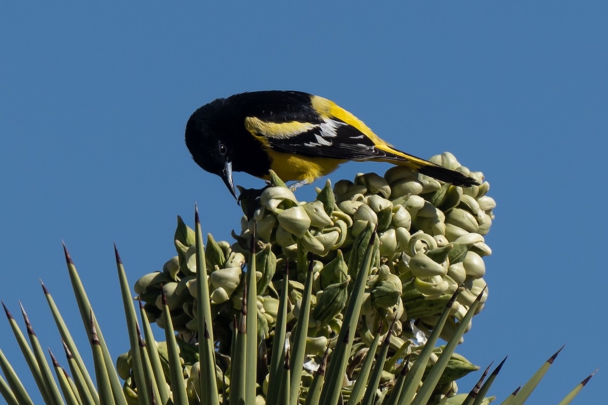 Scott's Oriole - ML431329331