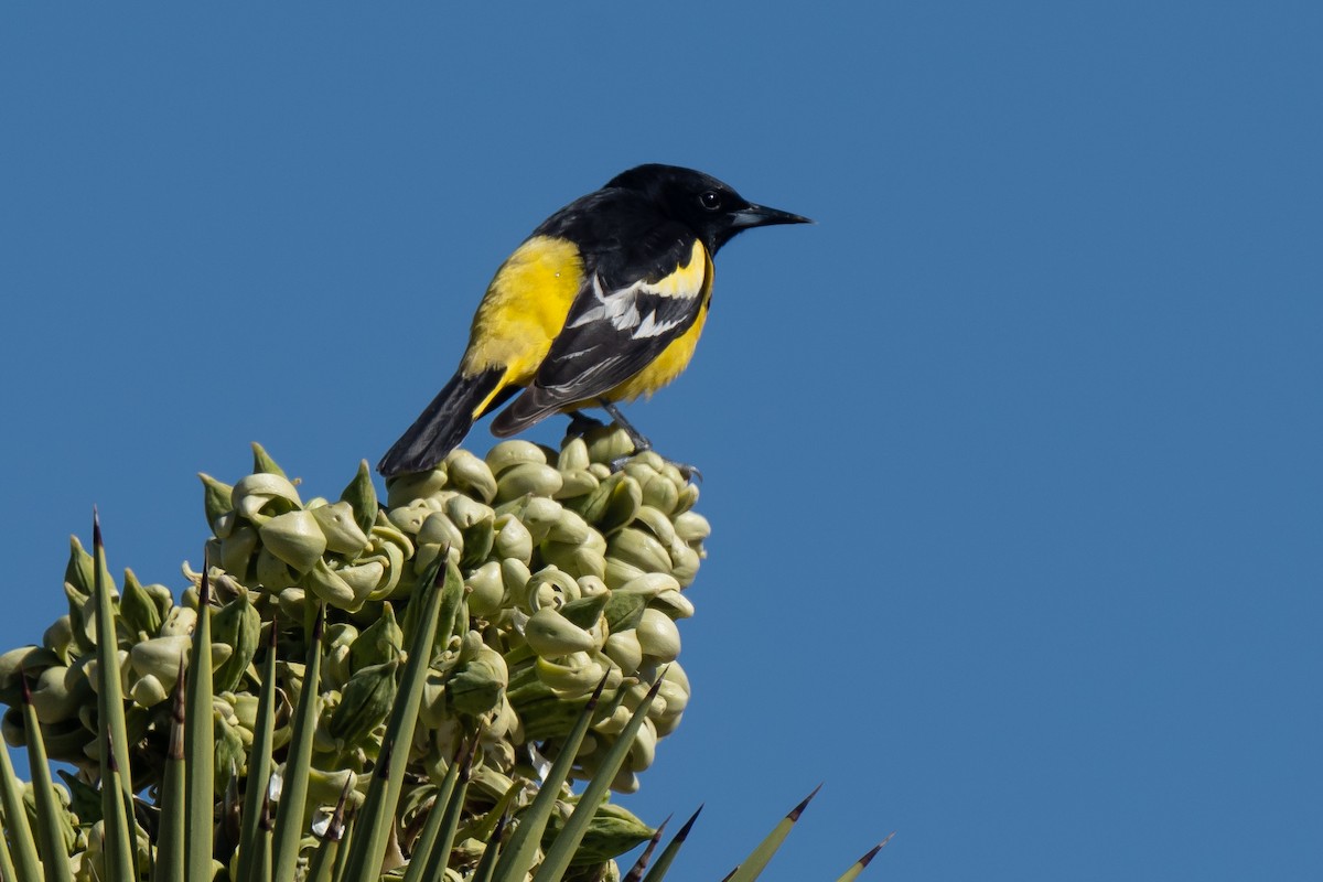 Scott's Oriole - ML431329341