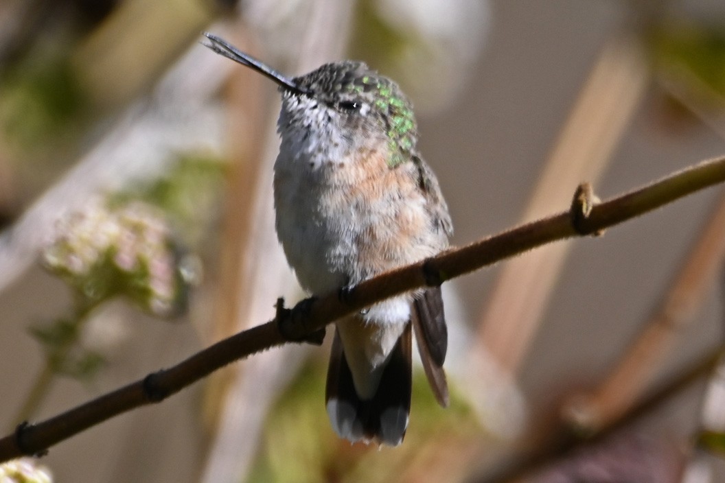 Broad-tailed Hummingbird - ML431330171