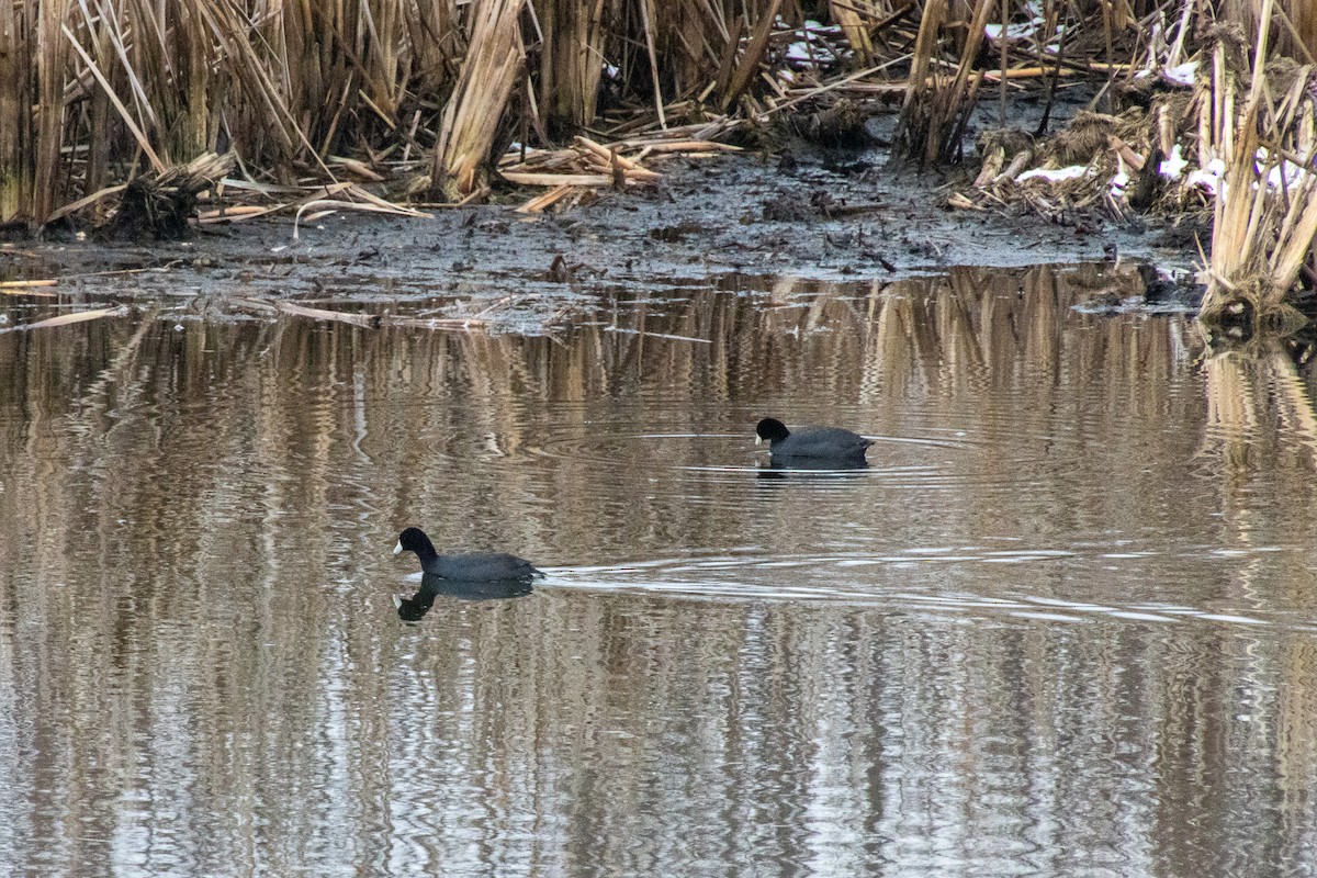 American Coot - ML431330371