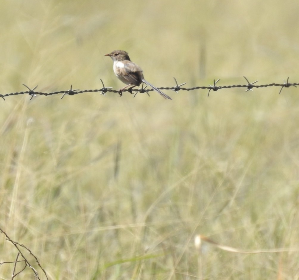 White-winged Fairywren - ML431331601