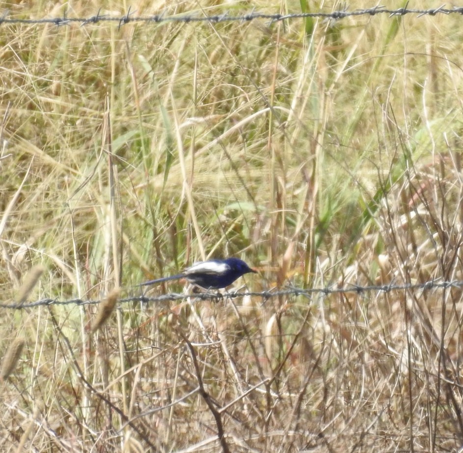 White-winged Fairywren - ML431331611