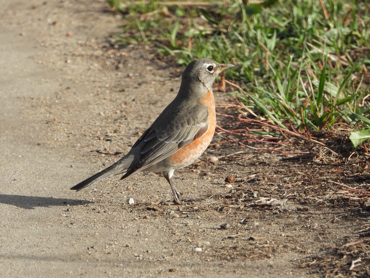 Wanderdrossel - ML431332001