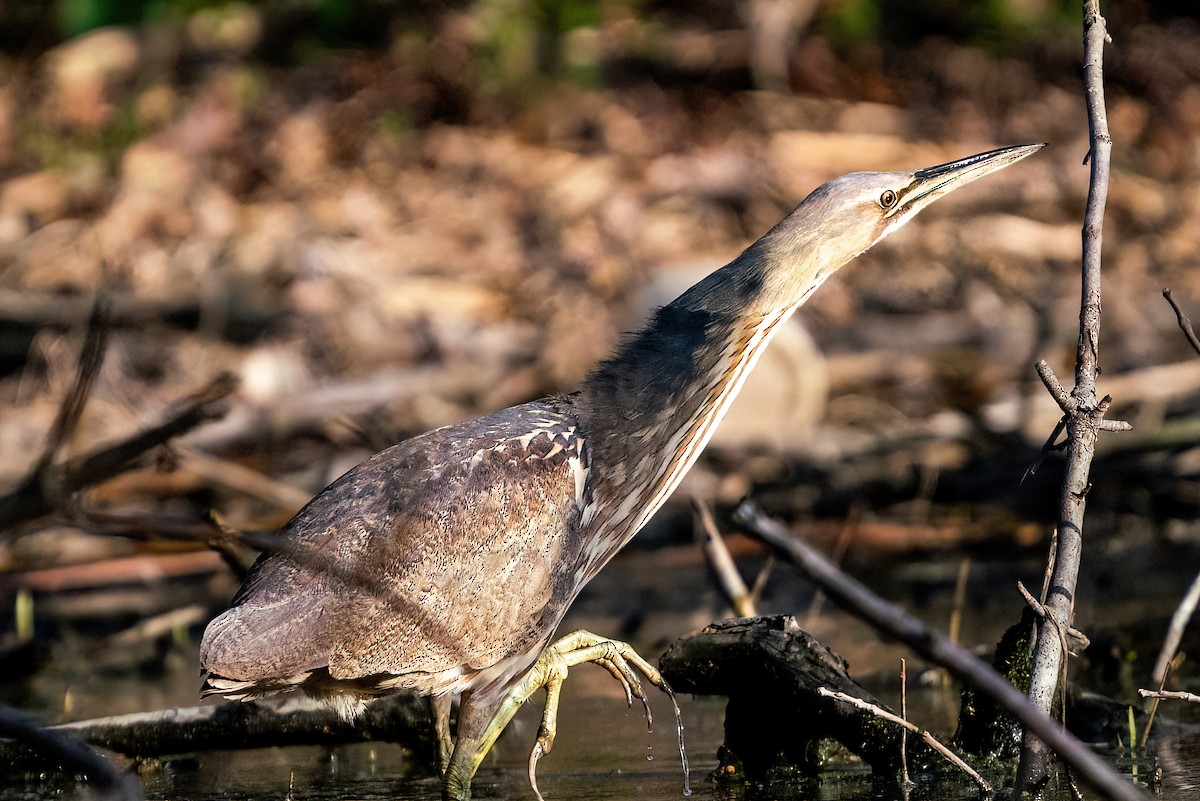 American Bittern - Ben Alfano