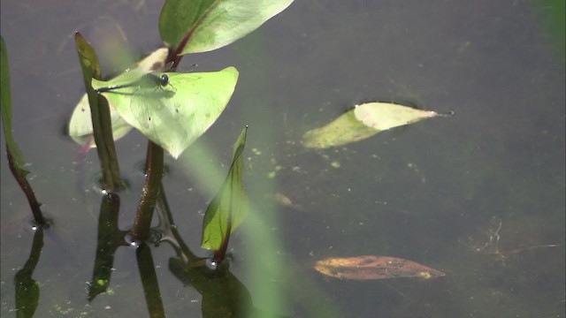 Dot-tailed Whiteface - ML431335